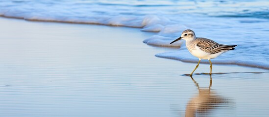Wood sandpiper gracefully strolling in the water along the sandy beach creating a serene copy space image