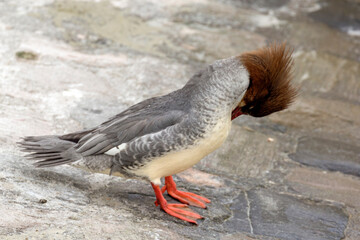 An interesting bird with a large crest on its head