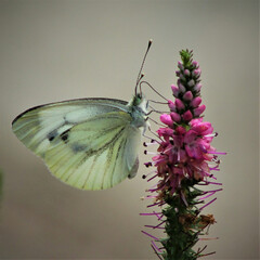 butterfly on flower