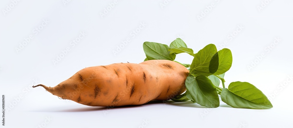 Aufkleber a fresh sweet potato accompanied by a leaf set against a white background creating a distinct copy s