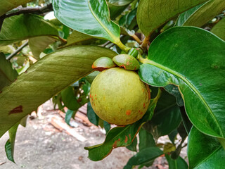 Mangosteen fruit on the trees. Mangosteen or Manggis (Garcinia mangostana).