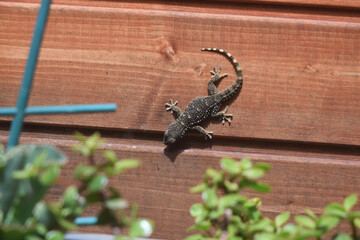 Gecko accroché à la verticale sur le mur d'une cabine en bois.