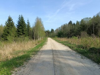 Road in forest in Siauliai county during sunny summer day. Oak and birch tree woodland. Sunny day with white clouds in blue sky. Bushes are growing in woods. Sandy road. Nature. Miskas.
