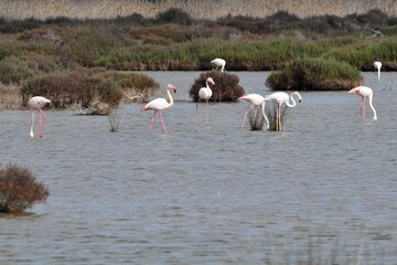 A group of flamingos is standing in shallow water. They have pink legs and white bodies, with pink tail and wing feathers. Some have pink beaks with a black end. Wild grasses grow on the shore.