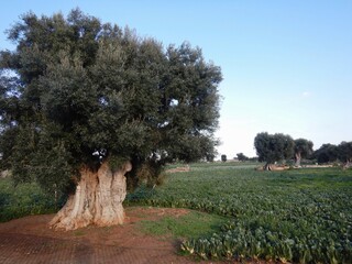 A very old olive tree with an enormous trunk is surrounded by a field of leafy green vegetables. Other old olive trees are in the distance. The trees are covered with green leaves. The sky is blue.