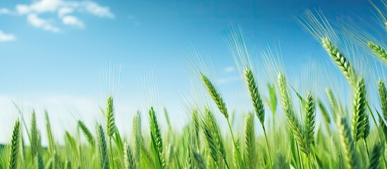 A low angle copy space image captures the sight of a vibrant green wheat crop swaying gracefully in the breeze beneath a clear blue sky - Powered by Adobe