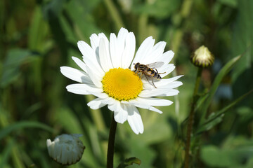 Close up flowering Leucanthemum vulgare (ox-eye daisy, oxeye daisy, dog daisy, marguerite) with a hoverfly, Sun fly, Helophilus trivittatus. In the grass of a roadside. Spring, May, Netherlands