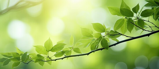 An image of green tree leaves in a natural forest displaying an abstract blur effect with emptiness for text placement. Copy space image. Place for adding text and design