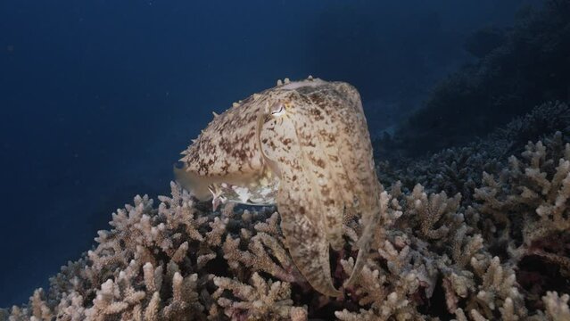 Sepia, cuttlefish on a tropical coral reef changing color and texture to camouflage and blend with the environment