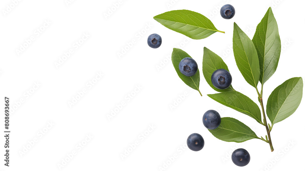 Wall mural blueberry leaf isolated on white background