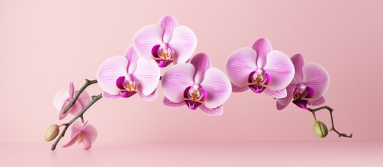 Three isolated orchids in a close up shot showcasing the flower concept against a pink background with ample copy space