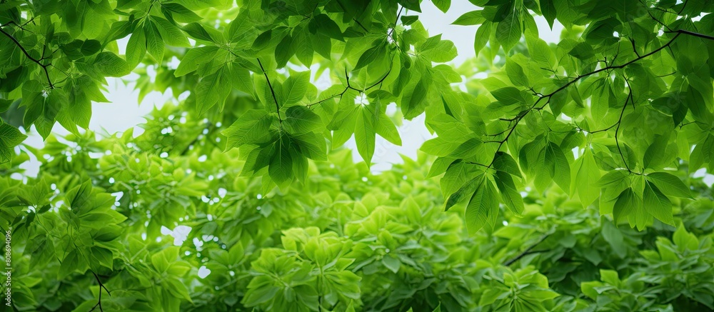 Aufkleber a lush canopy of green leaves adorns the top of the tree creating a captivating copy space image