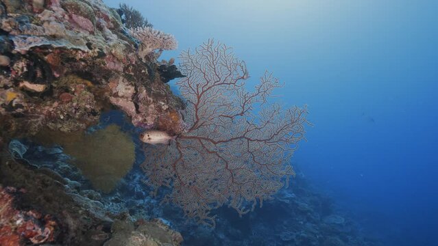Tropical coral reef, camera moves towards a gorgone coral with a soldier fish in Palau, Micronesia