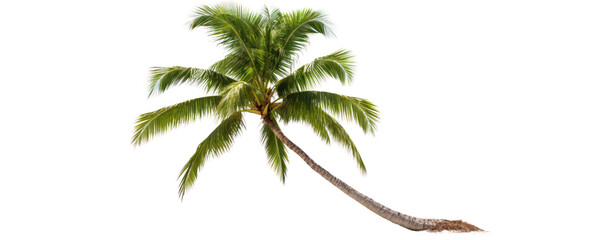 This is a photo of a palm tree tilted