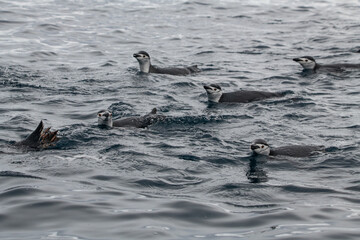 Fototapeta premium Penguins of Antarctica