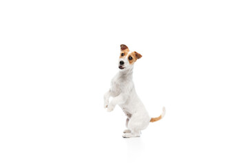 Smart dog, purebred Jack Russell Terrier standing on hind legs, following commands isolated on...