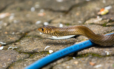 The Silent Observer Rat Snakes Fascinating Journey Through a Verdant Garden