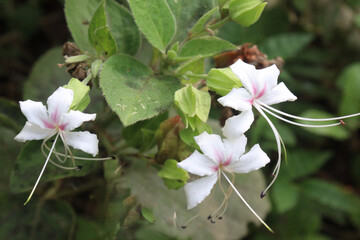 Clerodendrum infortunatum flower plant on jungle