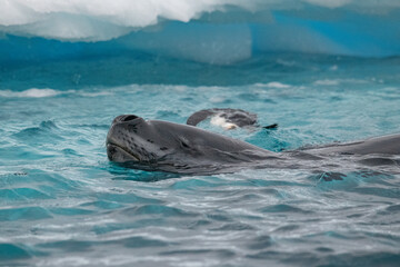 Leopard seal predates on penguin in Antarctica