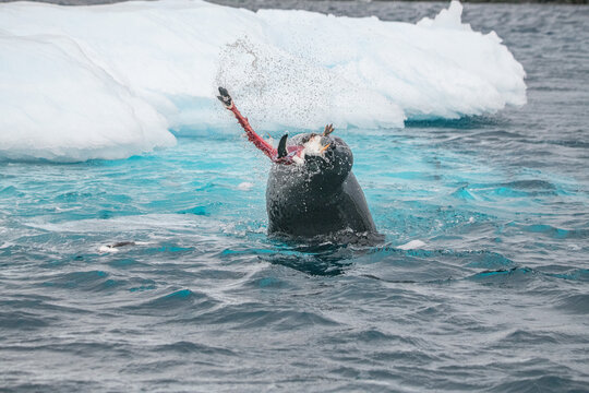 Leopard seal predates on penguin in Antarctica