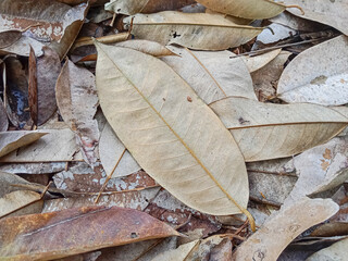 Dried leaves background. Durian leaves on the ground, piles of leaves fall from trees. Dry leaf litter or organic waste from fallen leaves.