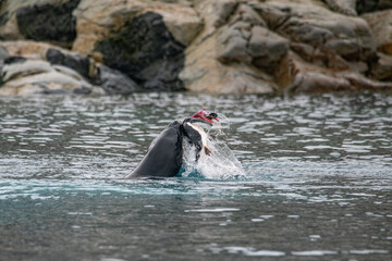 Obraz premium Leopard seal predates on penguin in Antarctica
