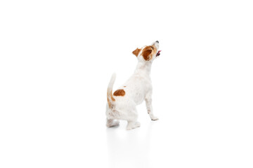 Back view purebred dog, Jack Russell Terrier sitting and looking upwards with curiosity and...