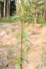 Fototapeta premium Hyptis flower plant on farm for sell are cash crops