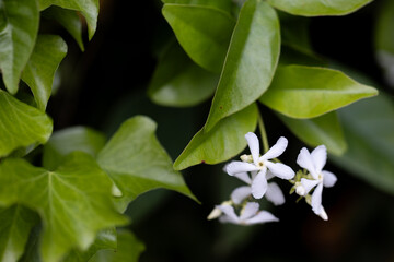 トウキョウチクトウ