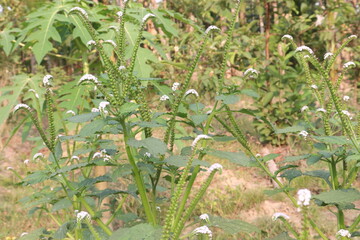 Heliotropium indicum, commonly known as Indian heliotrope on jungle