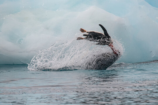 Leopard seal predates on penguin in Antarctica