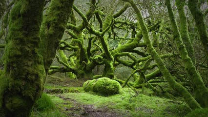 The calm stillness of moss covered ancient British woodland in spring