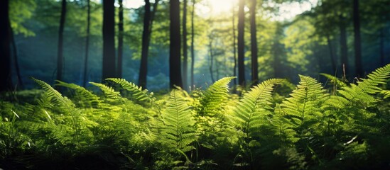 A stunning forest scene with fern plants featuring beautiful green foliage The sunlight enhances the natural floral background creating a mesmerizing display of the beauty of nature Copy space image