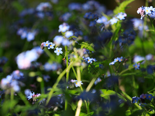 Forget me nots in an English woodland