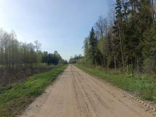 Road in forest in Siauliai county during sunny summer day. Oak and birch tree woodland. Sunny day with white clouds in blue sky. Bushes are growing in woods. Sandy road. Nature. Miskas.