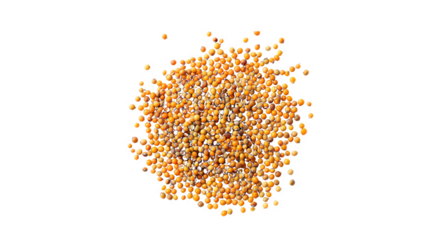 Tiny round yellow mustard seeds isolated on black background.