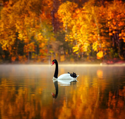 a beautiful black and white swan looking up, swimming on a still lake in the foggy morning
