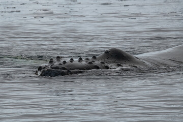 Fototapeta premium Humpback whale