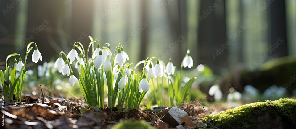 Poster in the spring forest beautiful snowdrop flowers bloom creating a picturesque scene with ample copy s
