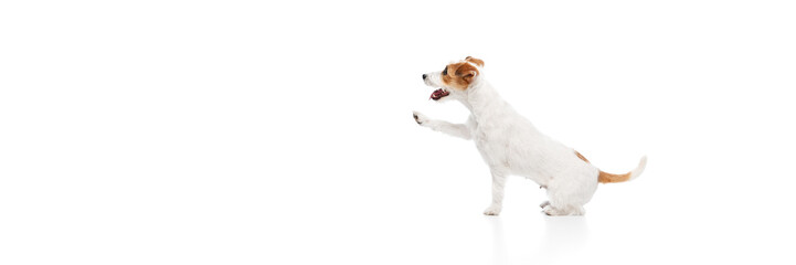 Smart dog, purebred Jack Russell Terrier sitting and giving paw, following commands isolated on white studio background. Concept of domestic animal, pet, veterinary, care, companion. Banner