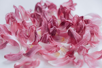 Dry purple petals on the table