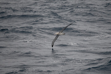 Fototapeta premium Wandering albatross