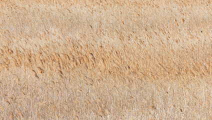 Reeds swaying in the wind. reed field close-up