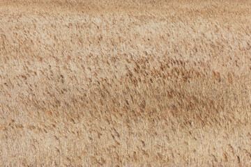 Reeds swaying in the wind. reed field close-up