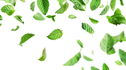 Falling mint leaves isolated on white background