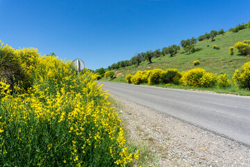 Blooming bright yellow flowers on the sides of the asphalt road. Spartium junceum, Spanish broom.