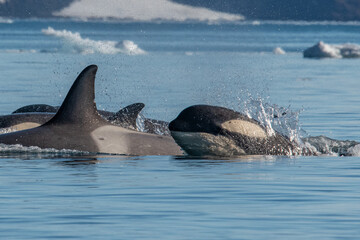Fototapeta premium Orcas killer whales in Antarctica
