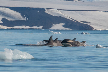 Orcas killer whales in Antarctica