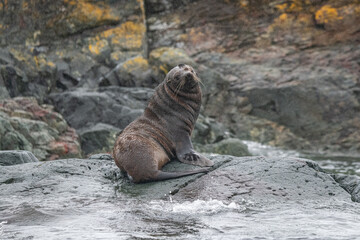 Fur seal