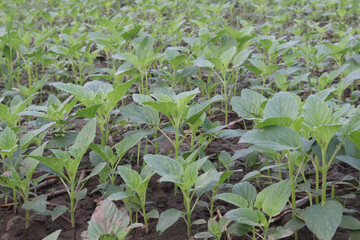 Sesame plant on farm for oil